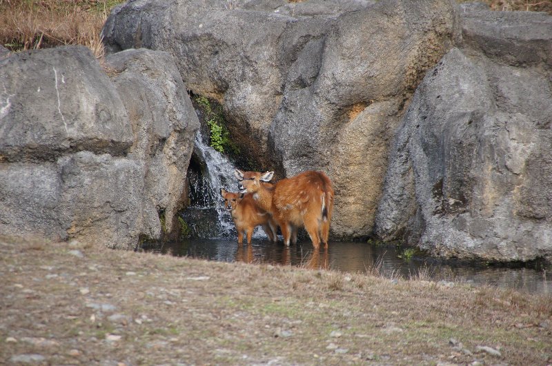 1125sitatunga.JPG