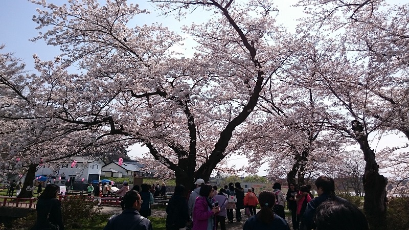 ohanami2017 (2).jpg