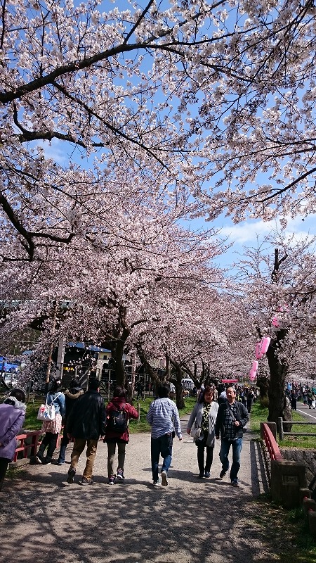 ohanami2017 (3).jpg