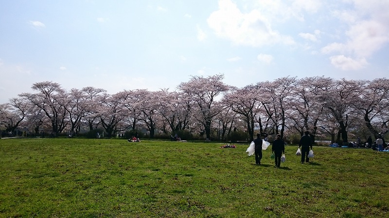 ohanami2017.jpg